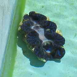 giantclam