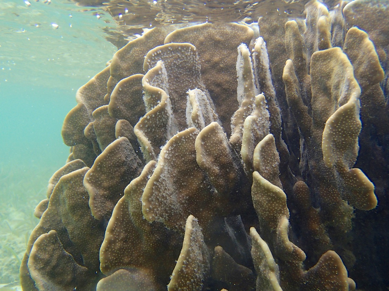 Heliopora coerulea (blue coral)