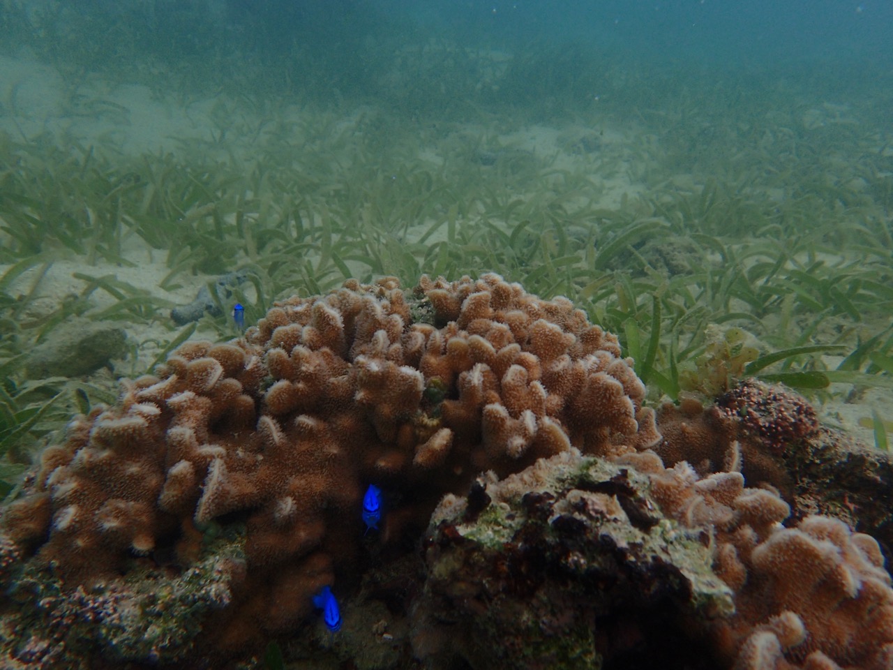Corals in front of seagrass meadow